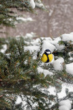tit bird sits on snowy branches of a Christmas tree in a winter forest on a background of snowfall. Soft focus