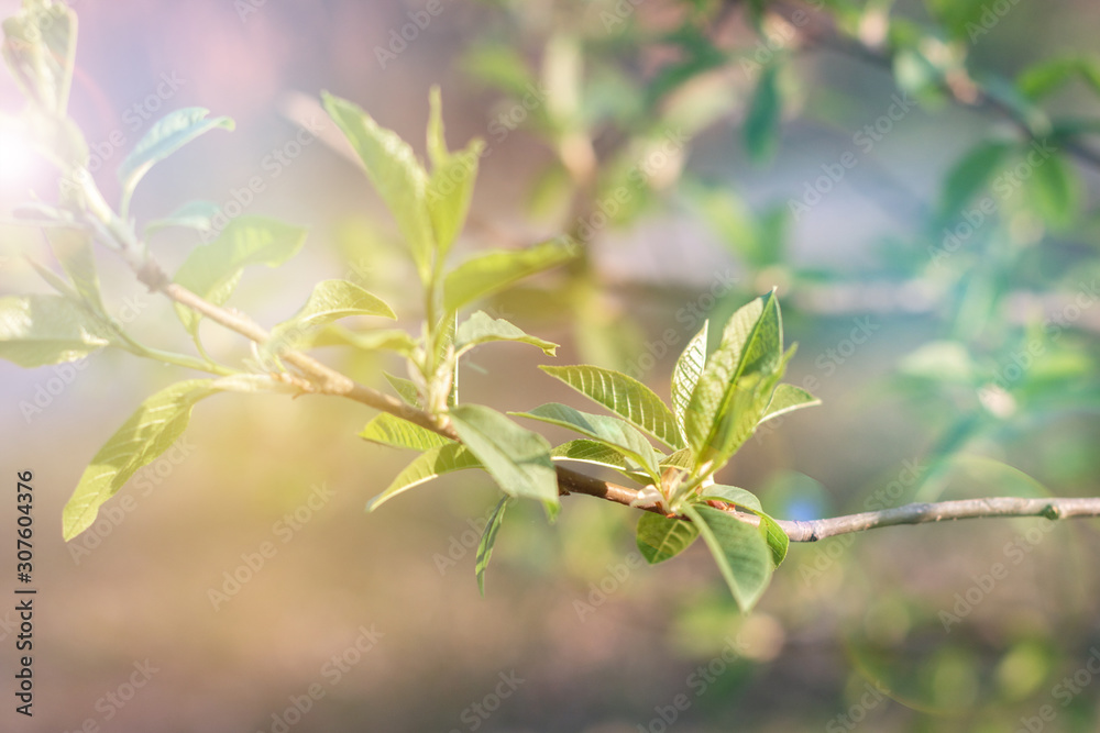 Beautiful spring flower blossom with sun bokeh, template for banner with space for text Beautiful spring flower blossom with sun bokeh, template for banner with space for text