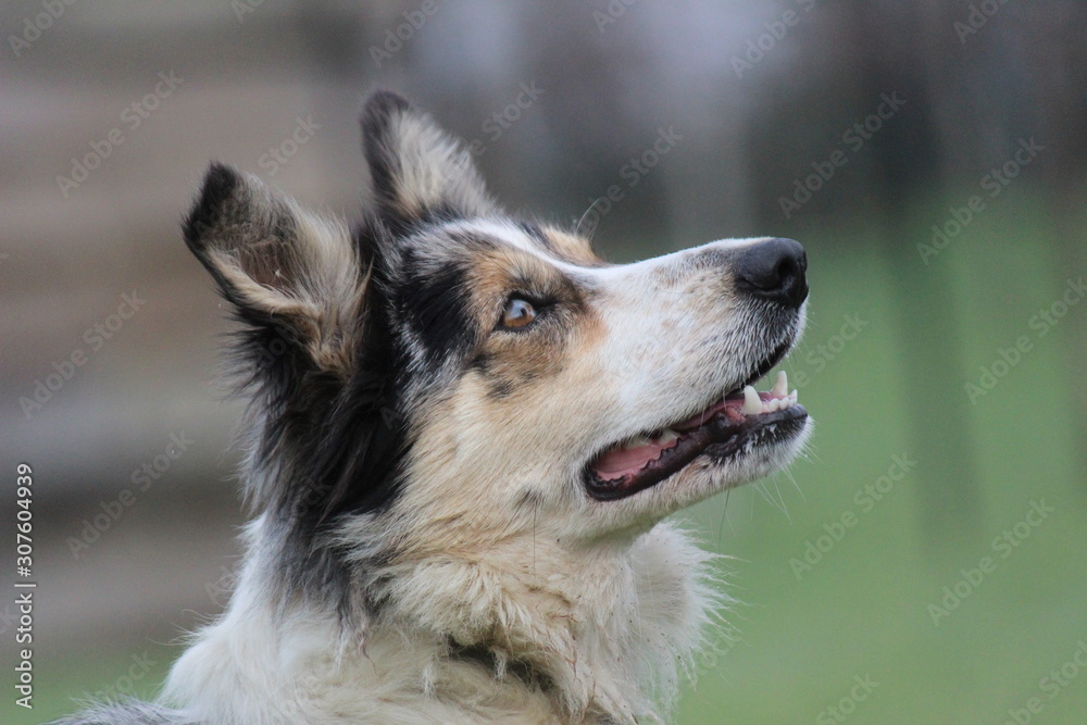 portrait of a dog border collie portrait of a dog border collie