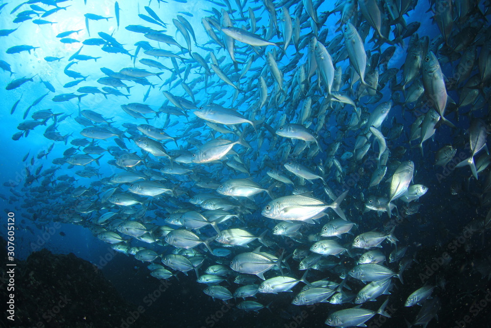 Fototapeta premium School of Bigeye Trevally fish 