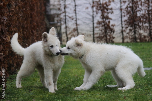 puppies white swiss shepherd