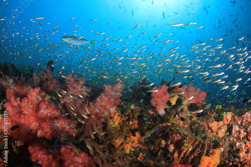 Underwater coral reef  © Richard Carey