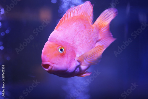 Beautiful blood parrot cichlid fish in clear aquarium, closeup