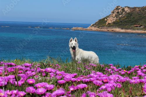 white swiss shepherd on the pink flower
