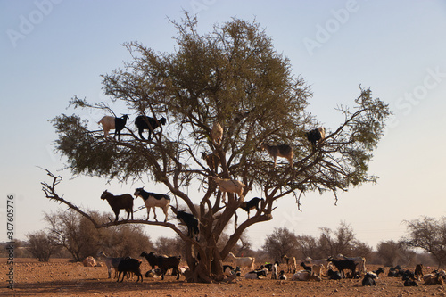 tree with goats in it