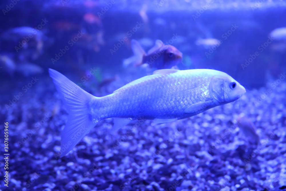 Beautiful small catfish in clear aquarium water Beautiful small catfish in clear aquarium water