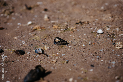  the sea threw shells ashore
