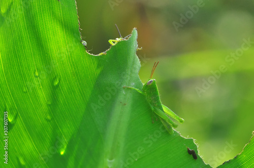 grasshopper, macro © modisketch