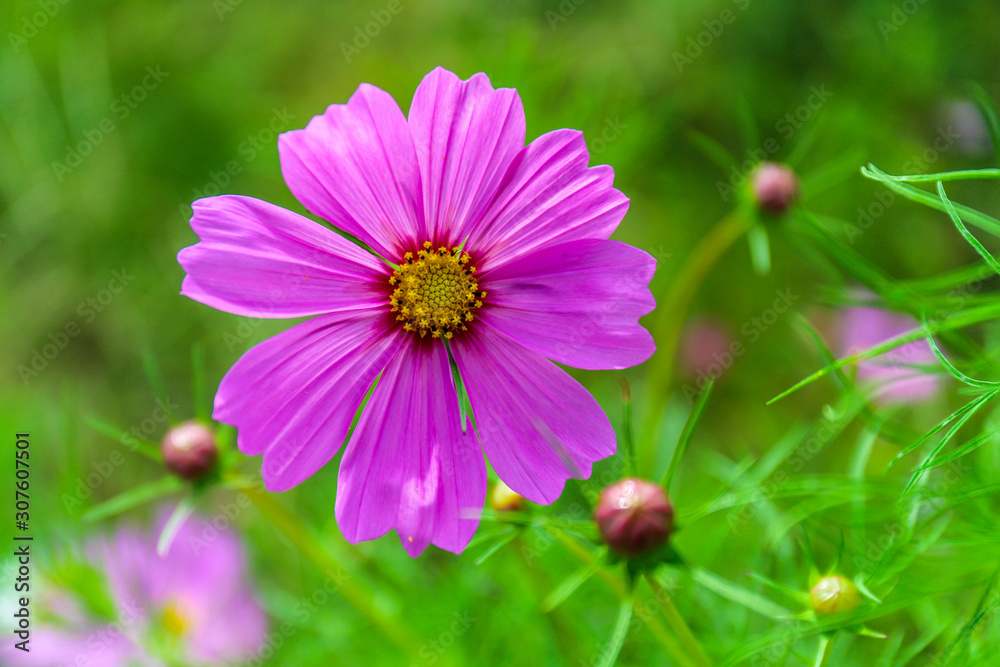 cosmos flower in the garden cosmos flower in the garden