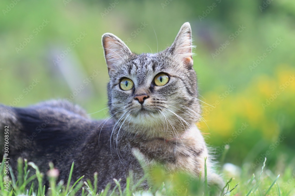 beautiful tabby cat sitting in the blooming meadow. Felis silvestris catus