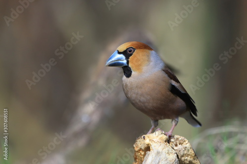 hawfinch sits on the branch . (Coccothraustes coccothraustes) Wildlife scene from nature.