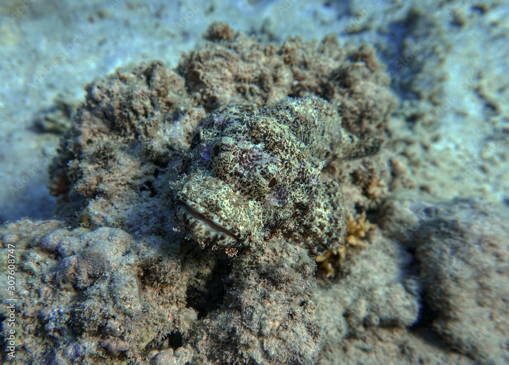 Fototapeta premium Scorpaenopsis oxycephala,Tassled scorpionfish.