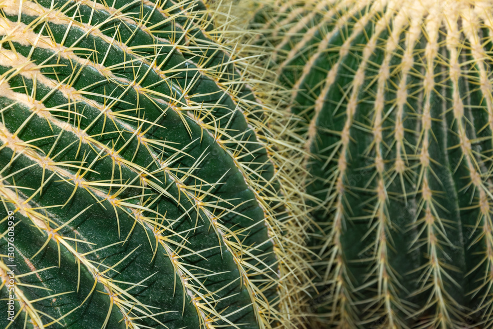 Close-up detail of Echinocactus Grusonii cactus, with unfocused background, in the Arganzuela greenhouse of Madrid, Spain, Europe Close-up detail of Echinocactus Grusonii cactus, with unfocused background, in the Arganzuela greenhouse of Madrid, Spain, Europe