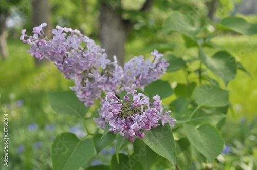 Beautiful lush brush of purple lilac on a background of flowers  grass and tree.