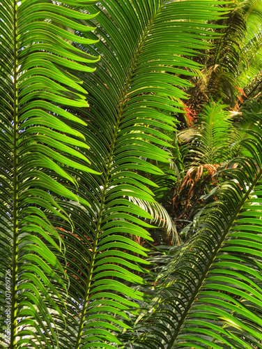 closeup of green palm leaves