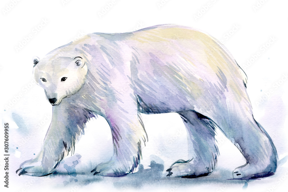 Fototapeta premium polar bear, winter animals on an isolated white background, watercolor illustration
