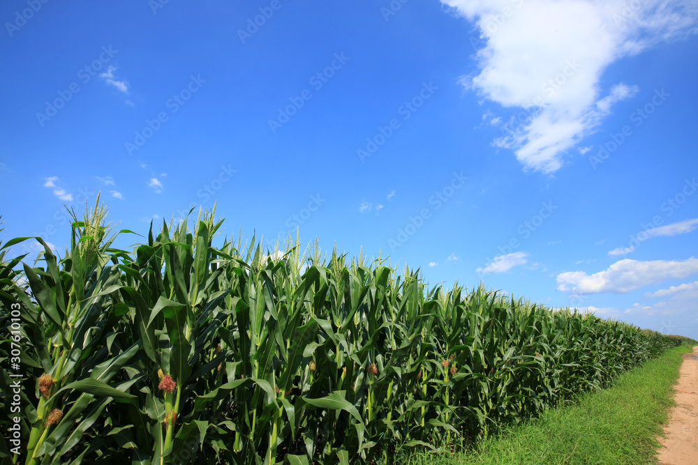 The corn in the field The corn in the field