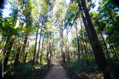 path in the forest