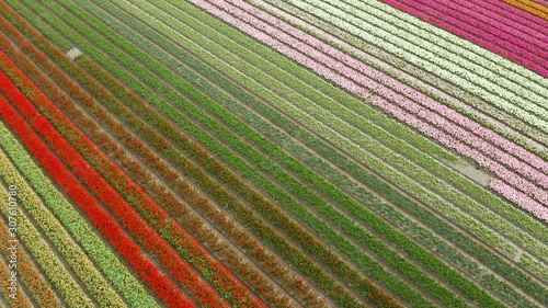 drone reveal shot of a tulipfield in holland photo