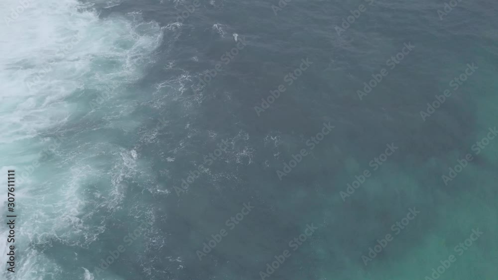 Dolphins hunting in coordination in shallow water of the South Western coast of Australia Dolphins hunting in coordination in shallow water of the South Western coast of Australia