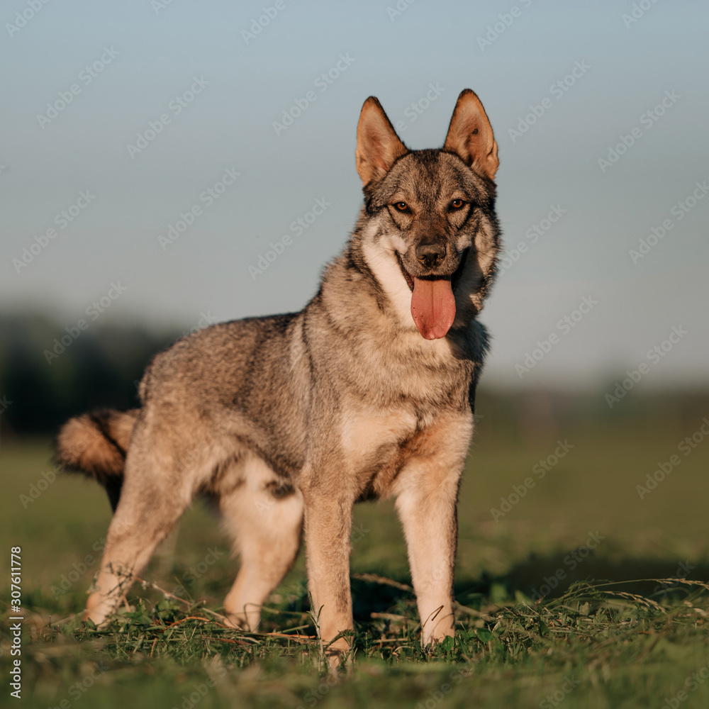 young wolfdog mix dog posing on a field in summer