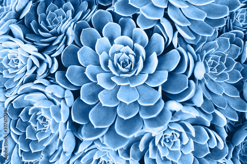 Fototapeta Naklejka Na Ścianę i Meble -  Blue toned succulent. Main color trend for 2020 year.