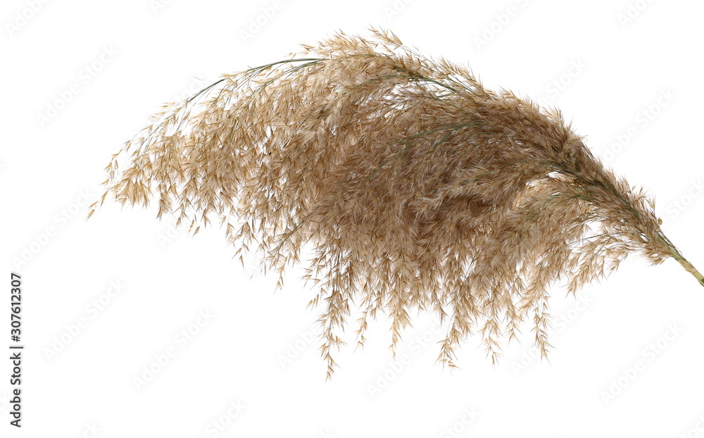 Fototapeta premium Dry common bulrush broom isolated on white background