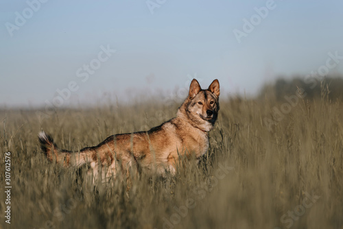 Fototapeta Naklejka Na Ścianę i Meble -  grey mixed breed dog posing on a field in tall grass