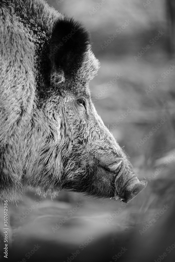 défenses de sanglier Stock Photo Adobe Stock