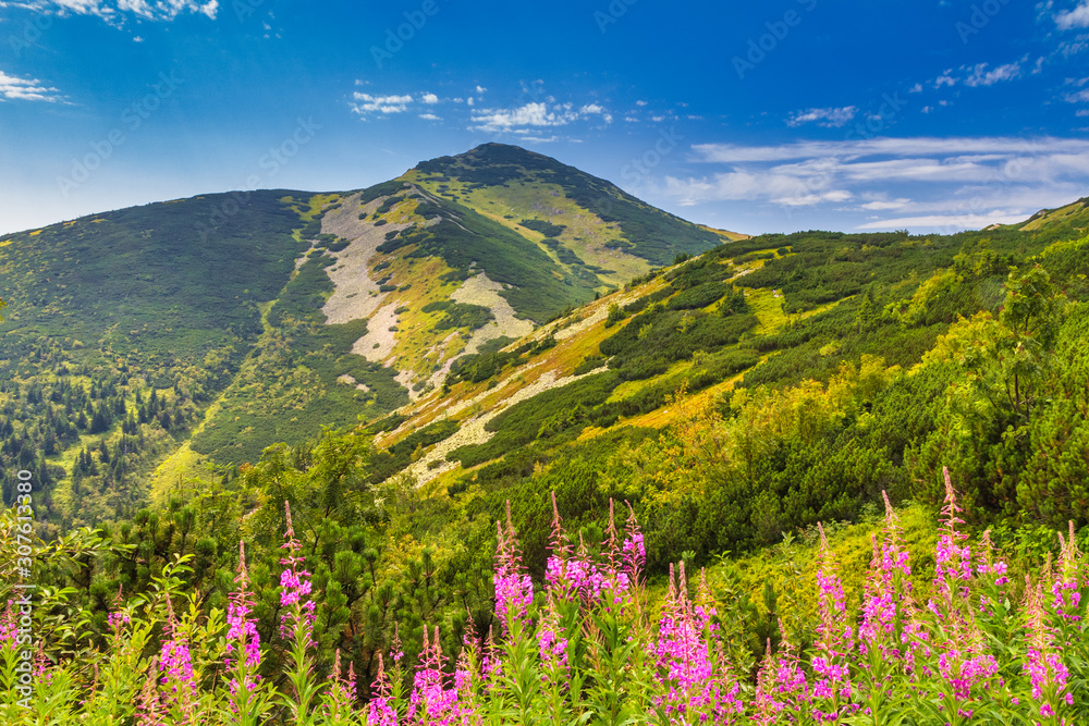 Velky Krivan, the highest mountain in the Lesser Fatra. Mountainous landscape with fireweed flowers in the foreground in the Mala Fatra national park, Slovakia, Europe.