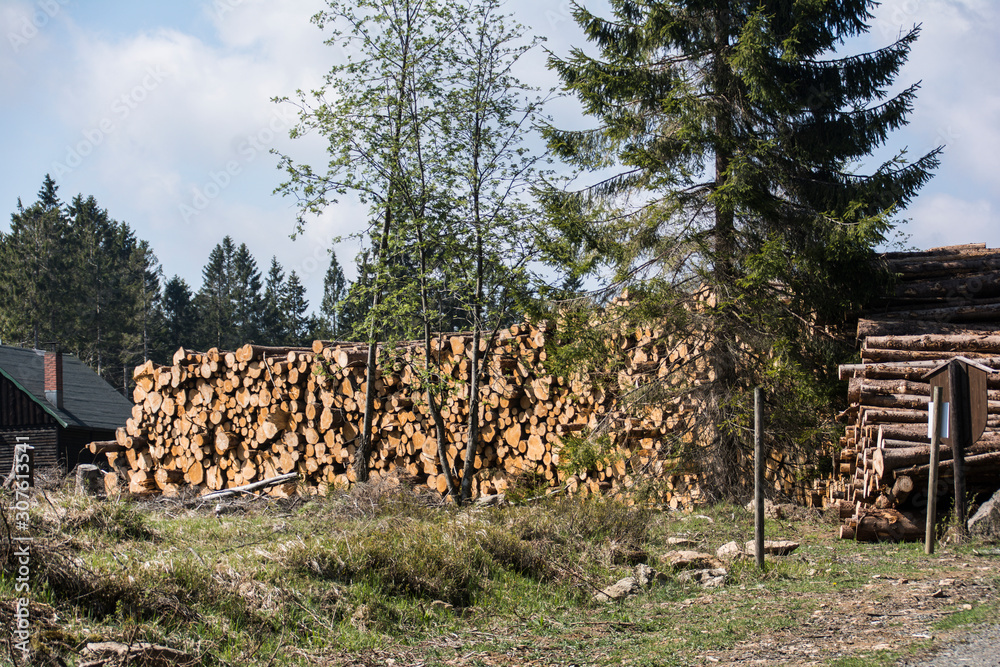 geschlagene Holzstämme im Harz.