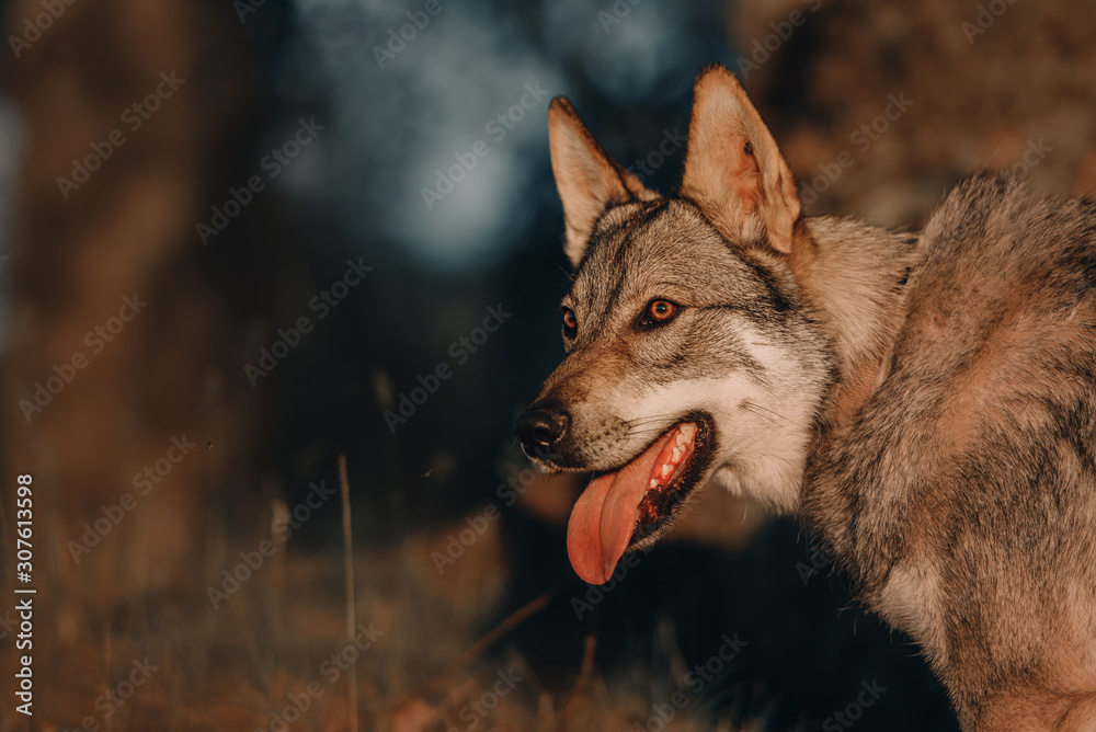 young wolfdog dog posing outdoors in sunlight