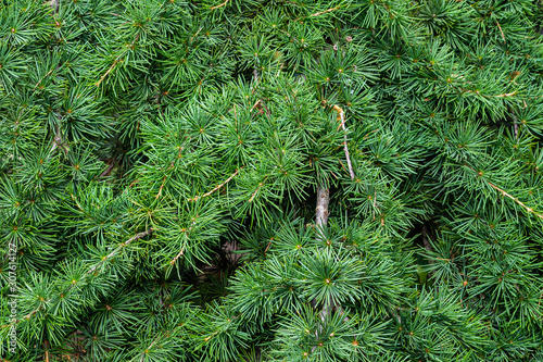 Cedar Atlas (Cedrus atlantica) - large evergreen cedar tree with needle leaves, in park area in Feodosia in Crimea. Another scientific name is Cedrus libani atlantica.