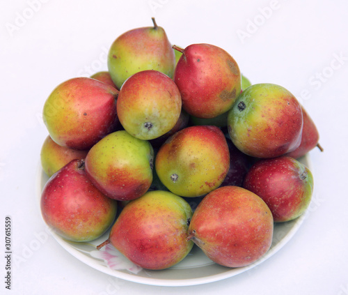 Pile fruits of the service tree (Sorbus domestica)