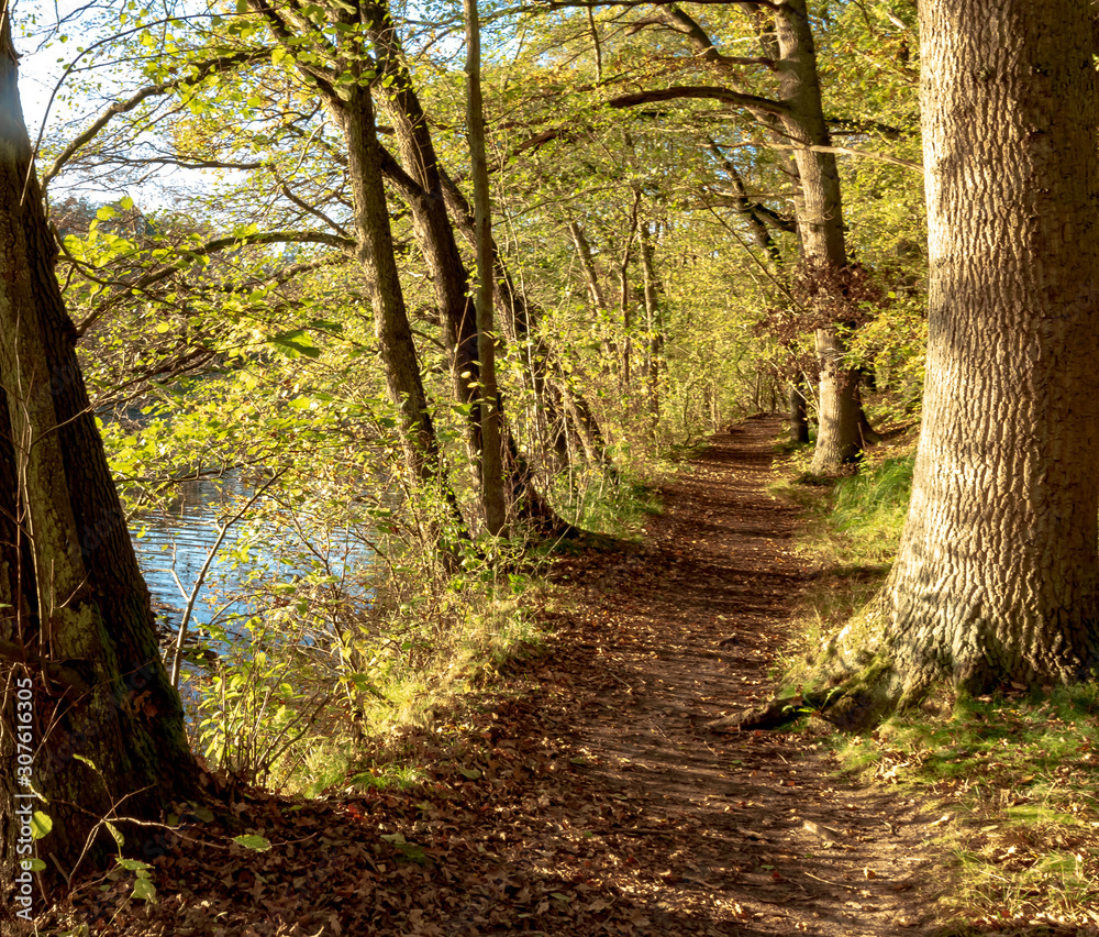 Obraz premium Autumn, Lüneburg Heath, Germany - The circular walk Lopausee. It is a reservoir east of Amelinghausen in the Lüneburg Heath on a sunny day in the golden day in October.