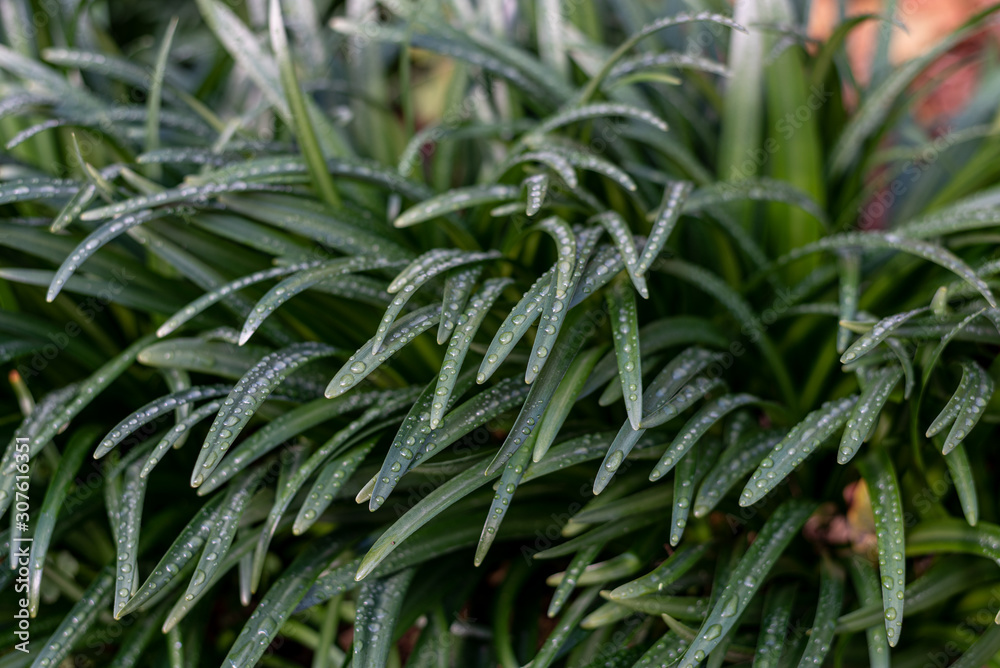 Daffodil plants with raindrops on their leaves Daffodil plants with raindrops on their leaves