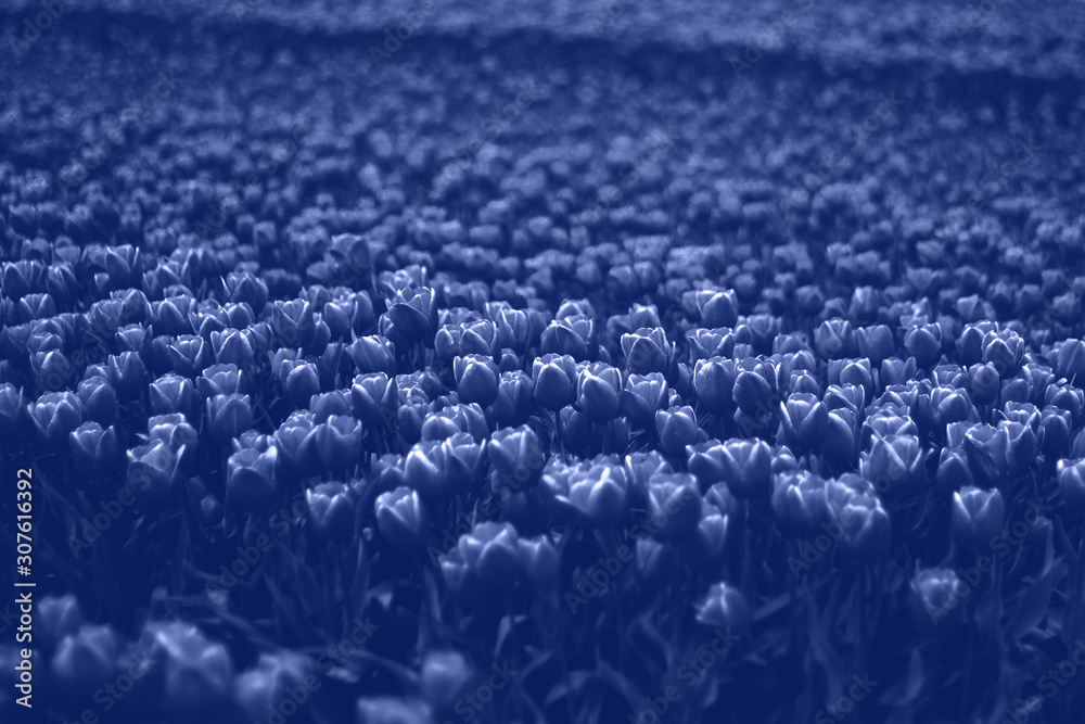 Obraz premium Beautiful view of a large beautiful field of tulips in classic blue color. The color of the year 2020.