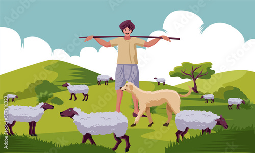 indian Shepherd with stick and dogs herding sheep