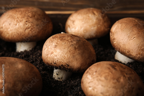 Brown champignons growing on soil  closeup. Mushrooms cultivation