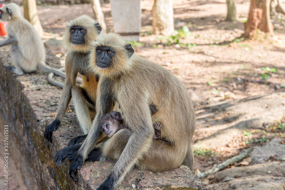 View at Apes living in Udayagiri and Khandagiri Complex in Bhubaneswar - Odisha, India