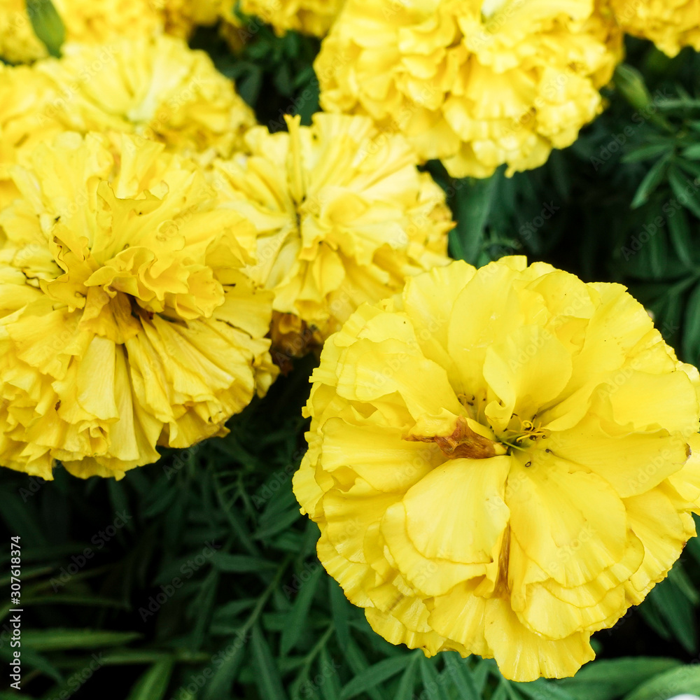 Beautiful marigold flowers in the garden Beautiful marigold flowers in the garden