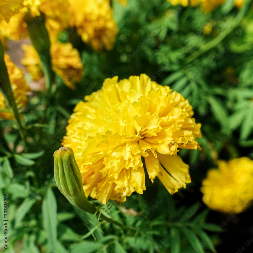 Beautiful marigold flowers in the garden Beautiful marigold flowers in the garden