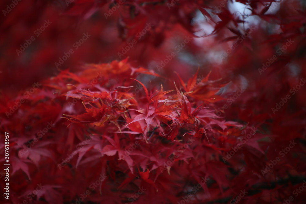 red maple tree in autumn