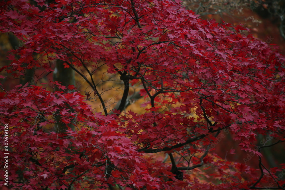 red maple tree in autumn red maple tree in autumn