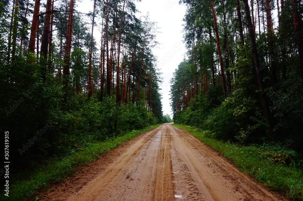 Obraz premium Dirt road in the pine forest
