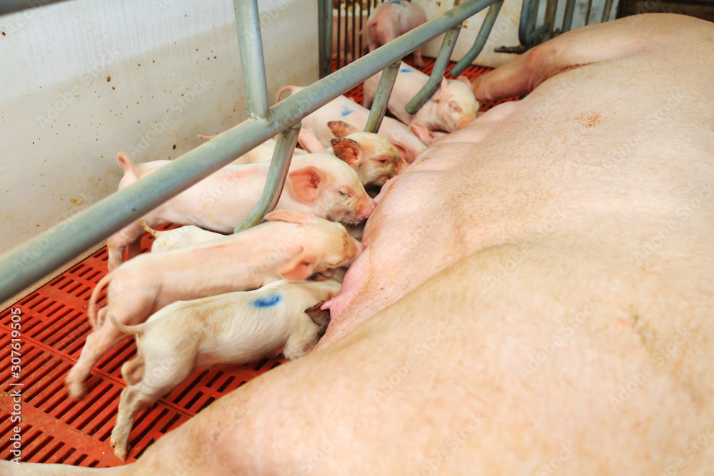 young pig feeding in a farm young pig feeding in a farm