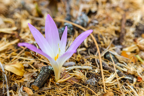 Detail of the beautiful flower merendera montana, Colchicum montanum, endemic to the Iberian Peninsula in Spain and France, grows in the high mountain meadows in summer. photo