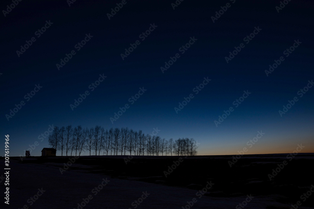 Fototapeta premium 早春の夕空とシラカバ並木 美瑛町