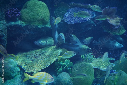 Murena and other fishes in aquarium.