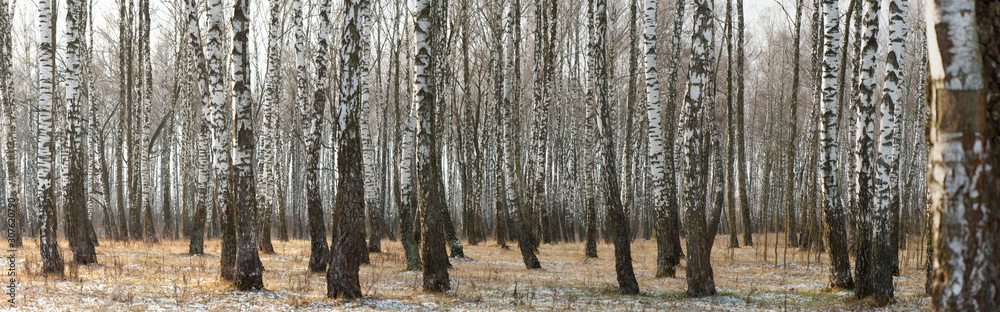 Fototapeta premium Panorama of a birch grove in winter. slender white trees